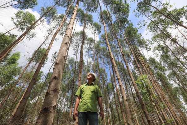 Dalam mengembangkan HTR, kelompok tani ini bermitra dengan PT Riau Andalan Pulp and Paper (RAPP), unit usaha Grup APRIL yang mengelola Hutan Tanaman Industri (HTI)/Ist