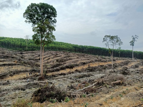 Lahan milik Batin Hitam/ardi