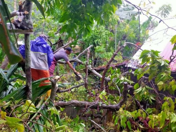 Pohon Tumbang Timpa Rumah dan Mobil Akibat Anging Kencang dan Hujan di Kota Padang/langgam.id