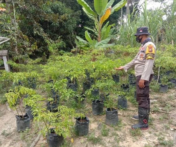Bhabinkamtibmas Polsek Langgam Bripka Ari Budiman mengecek perkembangan tanaman di Kampung Tangguh, Rabu (3/3/2021). Foto: Istimewa. 