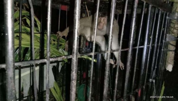 Monyet berhasil ditangkap BKSDA Agam/langgam.id