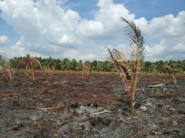 Lahan terbakar di inhil