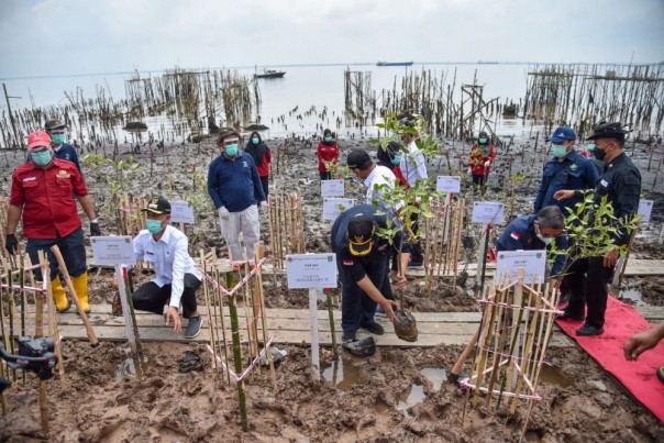 Saat penanaman mangrove 