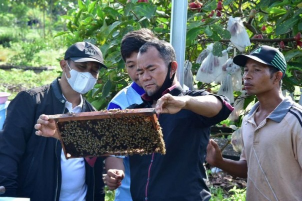 Bagus Santoso meninjau penangkaran lebah madu/Ist