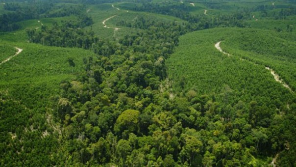 Ilustrasi kawasan hutan di Riau