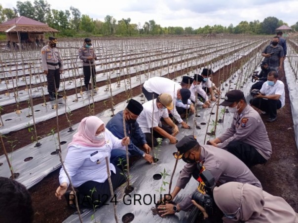 Bupati bersama Kapolres menanam cabe di lahan kampung tanguh/hari