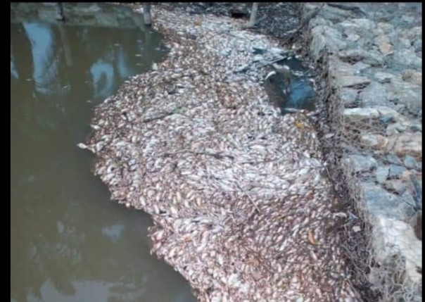 Ratusan Ikan Mati di Sungai Lalo Inhu, Diduga Sengaja Diracun