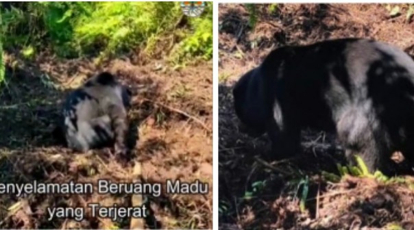 Ditemukan Dalam Kondisi Lemas, Beruang Madu Langsung Lari ke Hutan Setelah Jeratannya Dilepas (foto/int) 