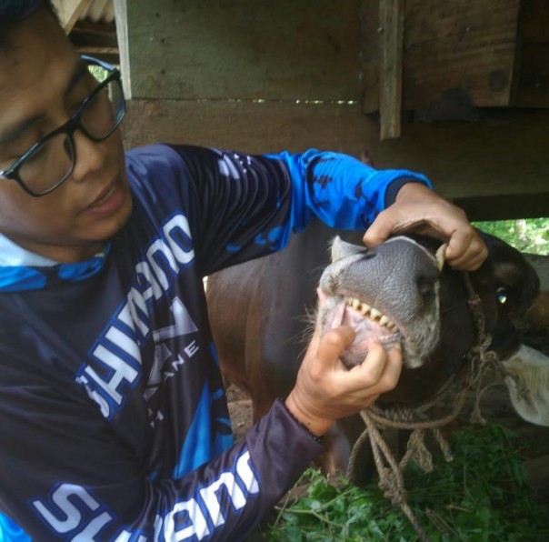 Dinas Peternakan Cek Hewan Qurban pada Pengumpul Menjelang Idul Adha