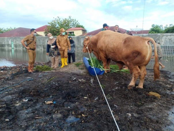 Berbobot 889 Kg, Sapi Milik Peternak Bengkalis Terpilih jadi Sapi Qurban Presiden Jokowi di Riau