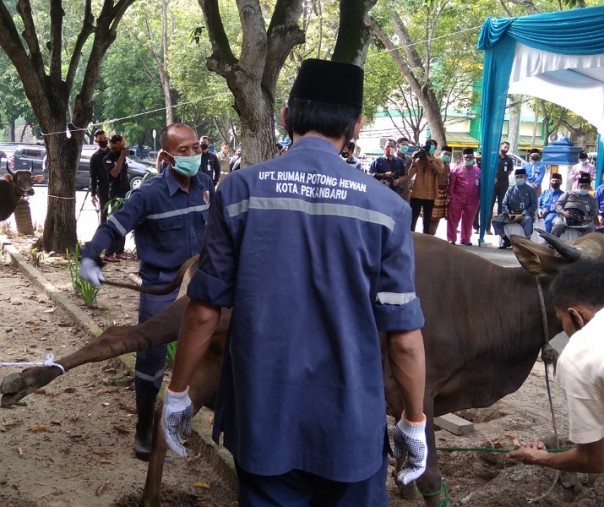 Petugas Rumah Potong Hewan saat akan menyembelih hewan kurban saat Idul Adha tahun lalu. Foto: Surya/Riau1.