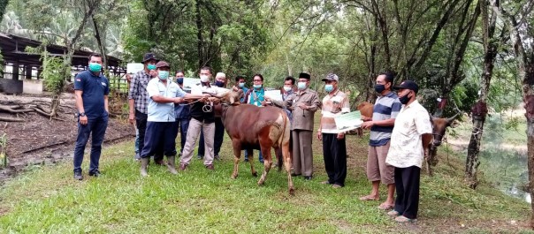 Sambut Idul Adha 1442 Hijriah, CSR PT IKPP Salurkan 11 Ekor Sapi Qurban Untuk 11 Desa di Tualang dan Koto Gasib