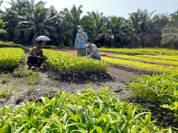 Dapat Pinjaman Modal dari CSR PT IKPP, Kini Petani di Tualang Ini Raup Ratusan Ribu Rupiah Setiap Hari