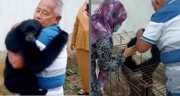 Dievakuasi BBKSDA Riau, Seekor Siamang Peluk Pemiliknya (foto/int)