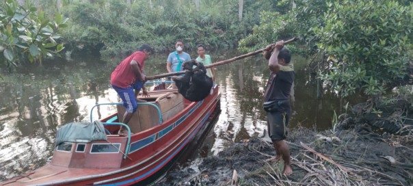 Evakuasi anak beruang madu