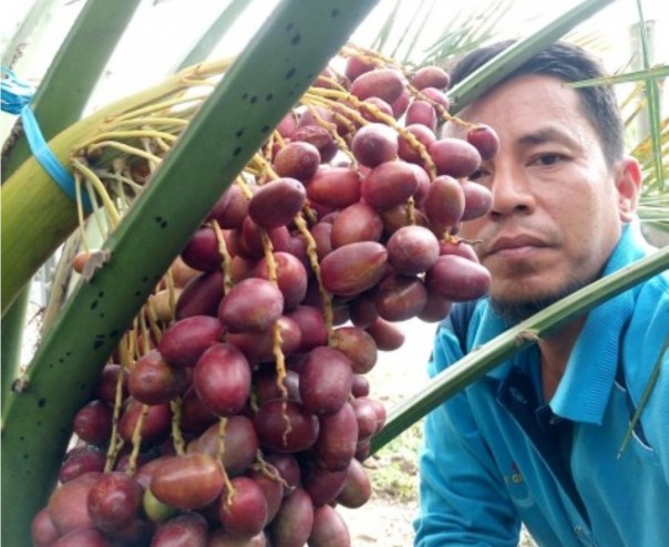 Cocok Dibudidayakan di Pekanbaru, Ini Cara Mudah Membedakan Kurma Jantan atau Betina (foto/riki)
