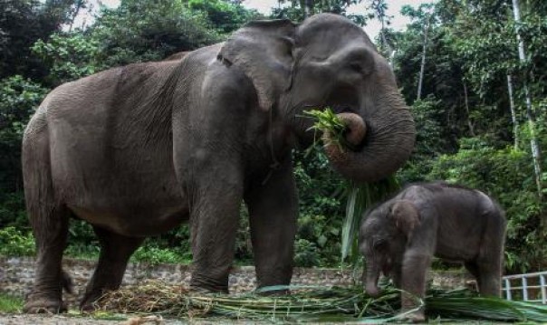 Gajah Sumatera/Net
