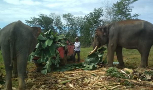 BBKSDA Riau Translokasi Dua Gajah Liar di Inhu