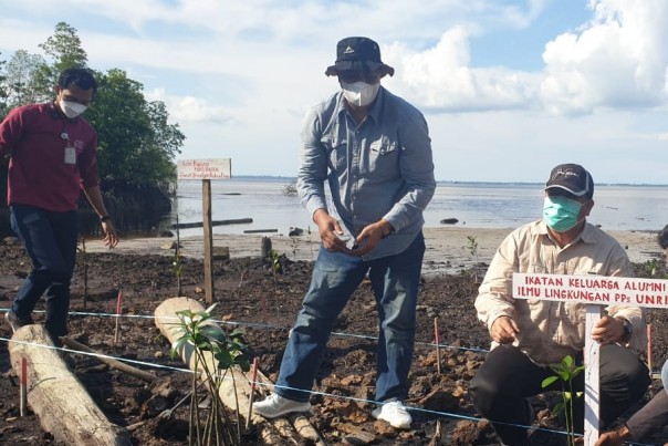 Saat penanaman mangrove