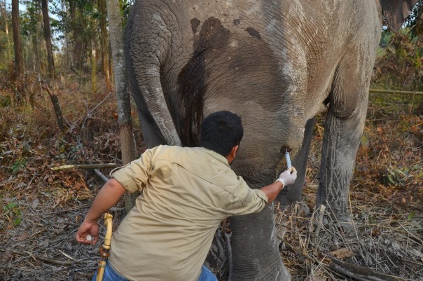 Saat gajah diobati