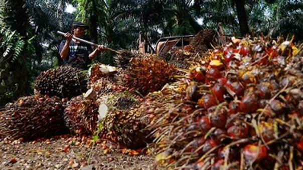 Perkebunan di Riau