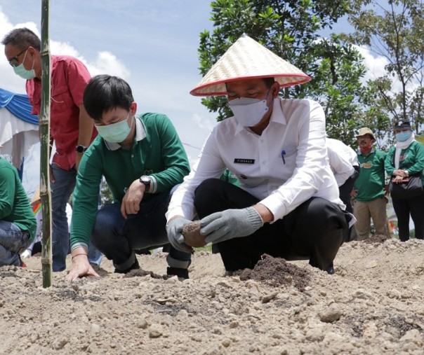 Wali Kota Pekanbaru Firdaus saat menanam bibit porang di lahan perkebunan, Kelurahan Agrowisata, Rumbai Barat, beberapa hari lalu. Foto: Humas Pemko Pekanbaru. 