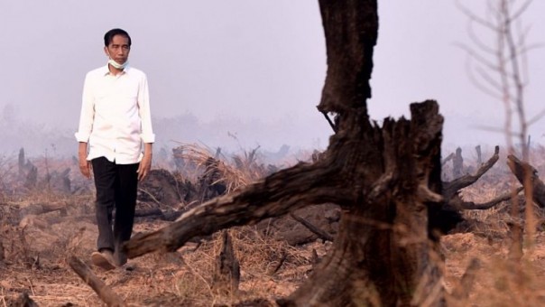 Lahan Gambut di Riau yang sempat terbakar
