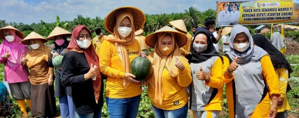 Saat panen raya semangka