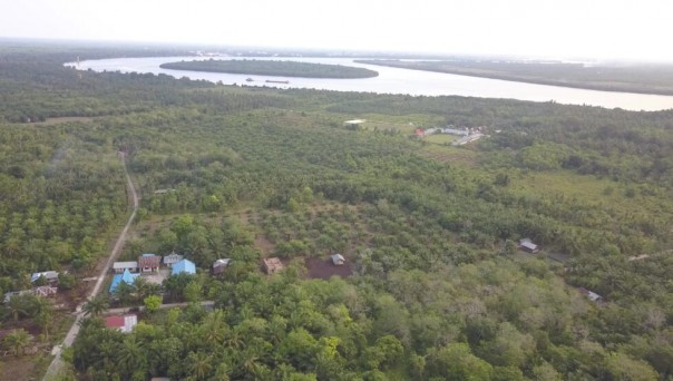 Hutan Mangrove di Tanjung Layang