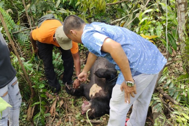 Beruang yang mati dalam jeratan