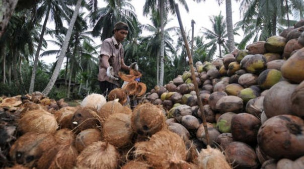 Pengelolaan kelapa di Riau (Foto:CatatanRiau.com)