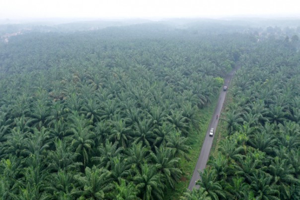 ilustrasi perkebunan kelapa sawit di Riau (Foto: Gatra.com) 