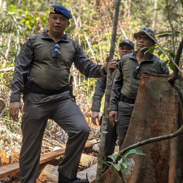 Kapolda Riau Irjen Agung SIE berang bukan kepalang, mendapati beberapa pohon berusia puluhan tahun dalam kondisi ditebang oleh pelaku ilegal logging. Ia bahkan turun menyisir kawasan Cagar Biosfer Giam Siak Kecil yang dirusak kelompok Mat Ari. (Foto Riau1) 