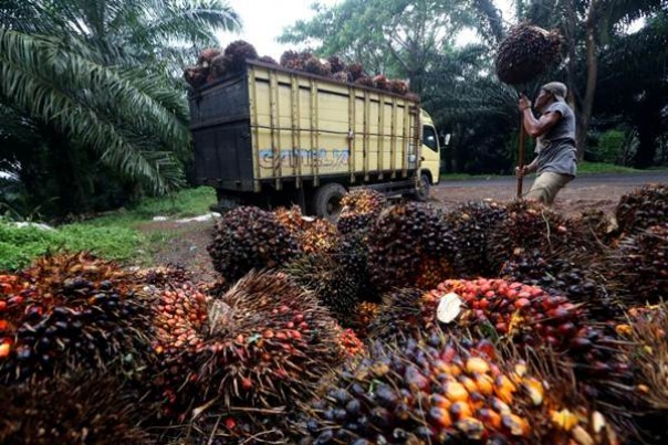 Ilustrasi panen sawit (Foto: Bisnis.com) 