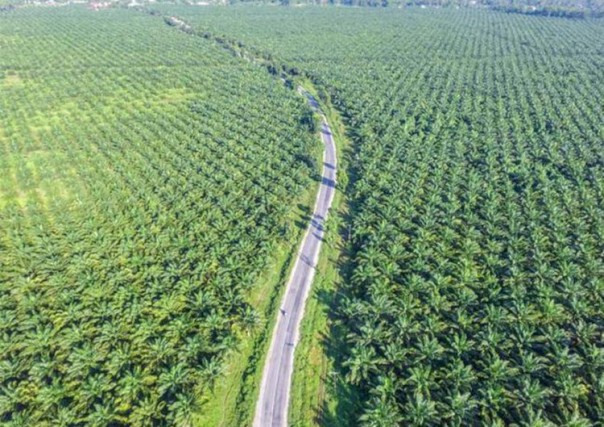 Perkebunan Kelapa Sawit (Foto:Senayanpos.com)