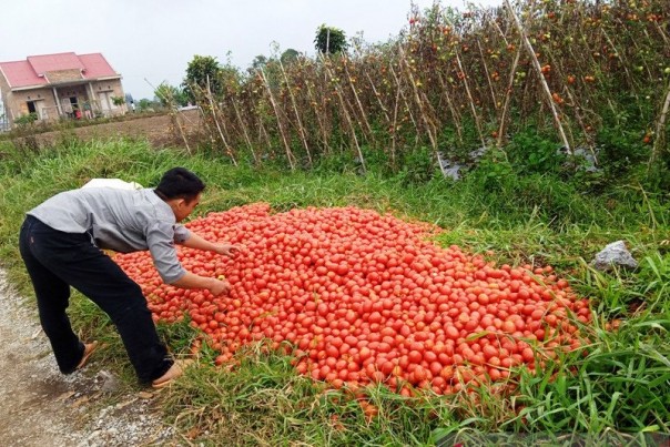 ilustrasi panen tomat (Foto:Antaranews.com) 