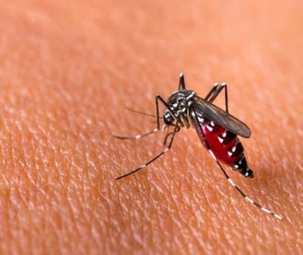 Nyamuk Aedes Aegypti penyebab DBD. Foto: Halodoc. 
