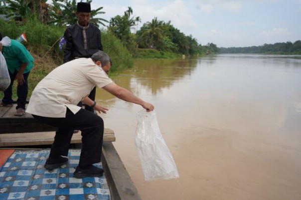 Saat tebar benih ikan baung