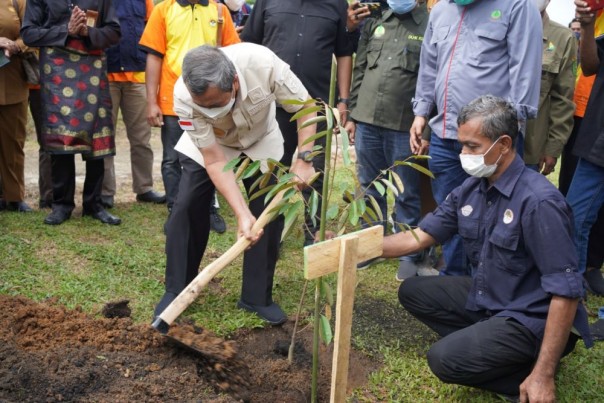 Gubri Syamsuar tanam pohon