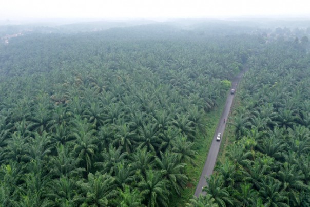 Perkebunan Kelapa Sawit (Foto:Gatra.com)