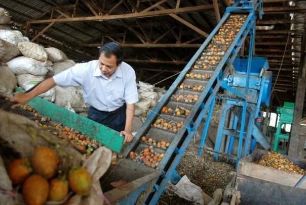 Pinang, salah satu produk ekspor dari Riau (Foto:Antara)