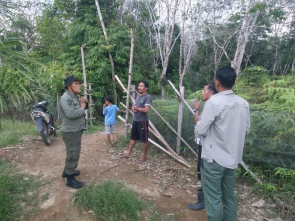 Perkebunan karet warga yang dimasuki beruan madu