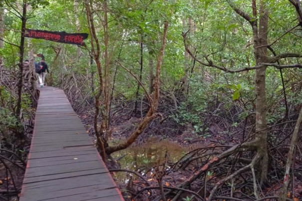 Kawasan mangrove di Bengkalis