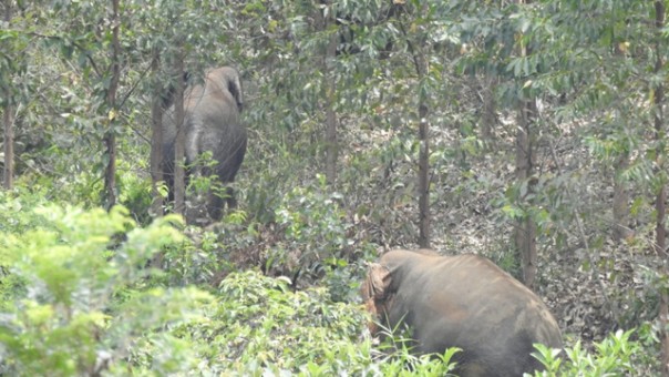 Gajah Sumatera (Foto:Kumparan) 