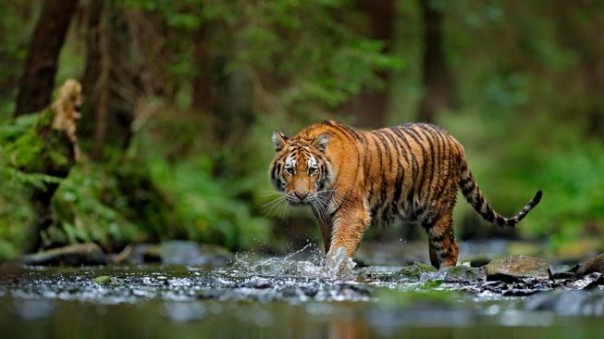 Harimau Sumatera (Foto:Suara)