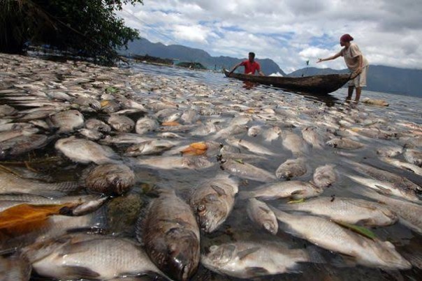 Ikan yang mati di Danau Maninjau/Net
