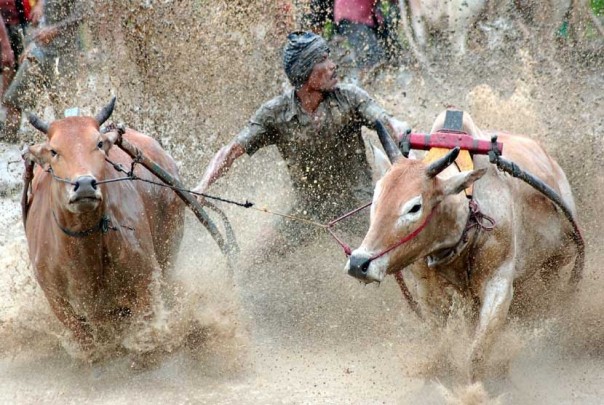 Pacu Jawi di Tanah Datar