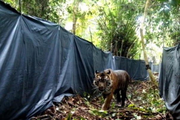 Harimau Sumatera, Lanustika
