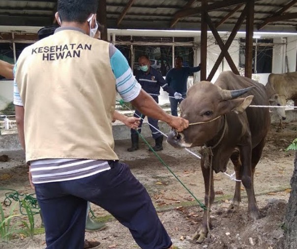 Petugas kesehatan hewan saat memeriksa sapi. Foto: Surya/Riau1.