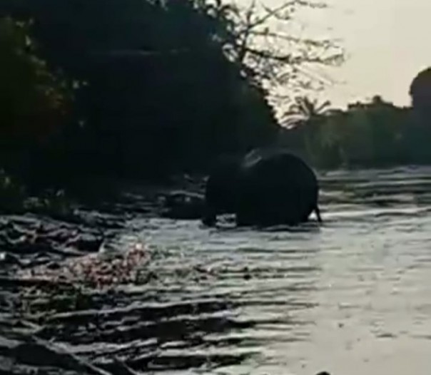 Gajah Liar Masuk dan Rusak Kebun Warga di Inhu